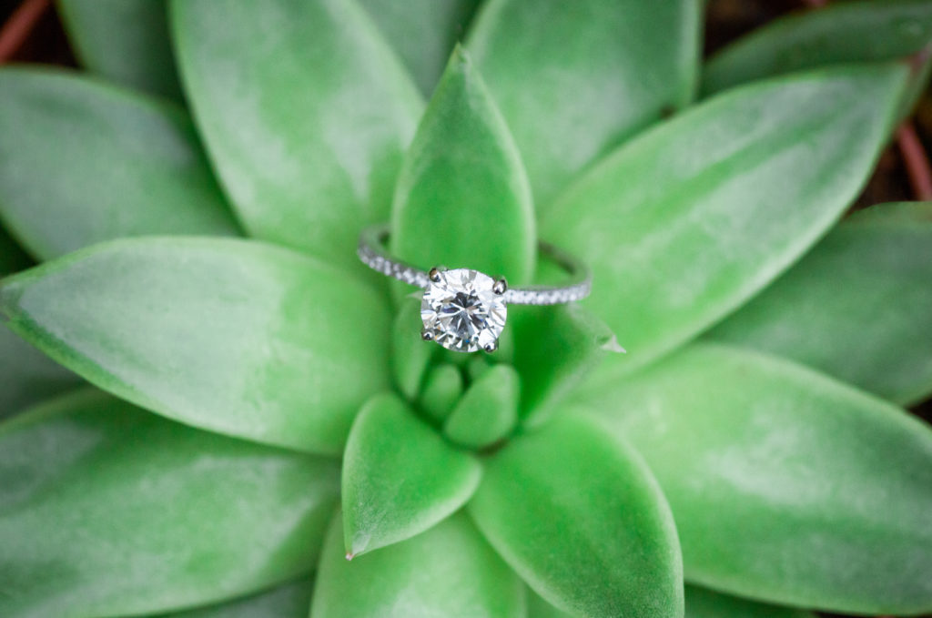 Photo of an engagement ring in the succulents at Vanderbilt Mansion in Centerport NY Long Island